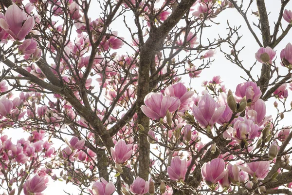 Magnolia Árvore Florescendo Primavera — Fotografia de Stock