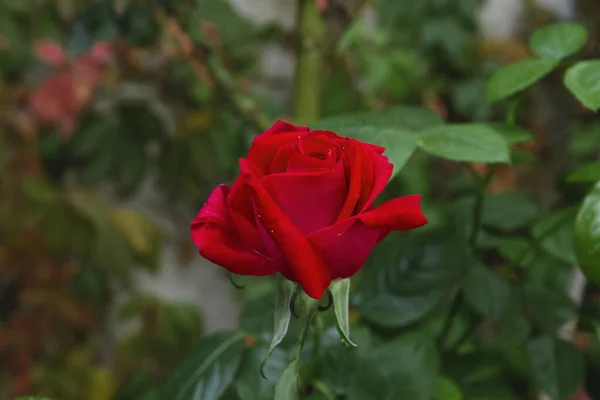 Fiore Rosa Rossa Fiore Giardino — Foto Stock