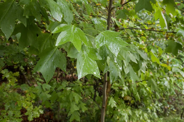 Liriodendron Tulipifera Tulip Tree Leaves — Stock Photo, Image