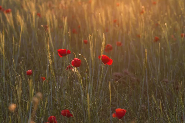 Wilder Roter Mohn Blüht Frühling — Stockfoto