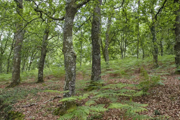 Verse Groene Bossen Het Voorjaar — Stockfoto