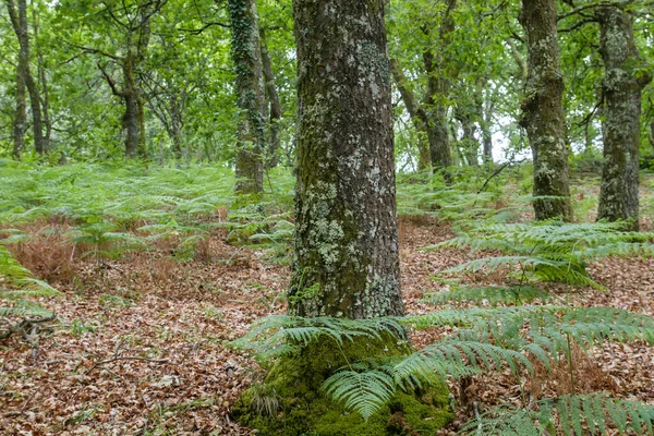 Eiken Varens Een Groen Lentebos — Stockfoto