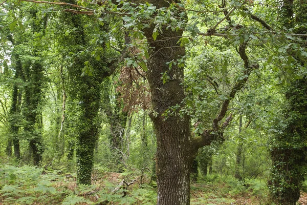 Eikenbossen Met Groen Voorjaarsblad — Stockfoto