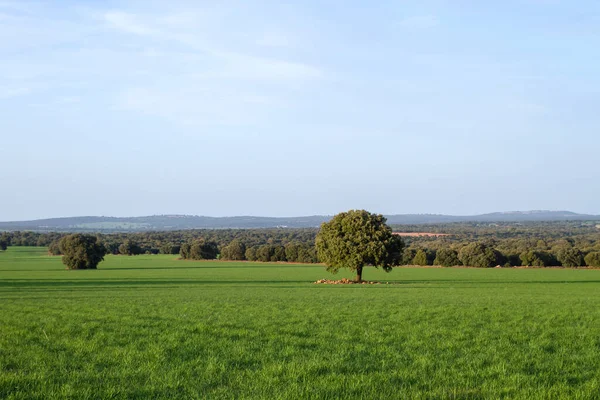 Krajobraz Zielonych Pól Campo Montiel Hiszpania — Zdjęcie stockowe