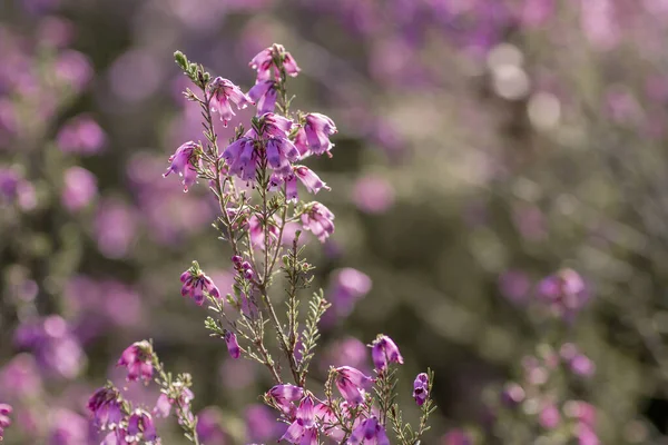 Dettaglio Della Pianta Fiore Erica Erigenea — Foto Stock