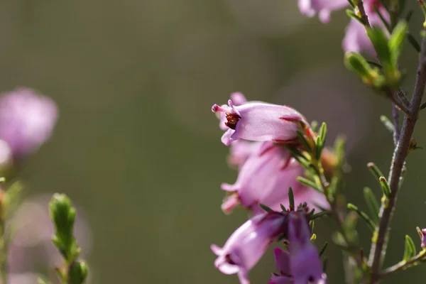 Detail Blossoming Erica Erigenea Springtime Pink Flowers — Stock Photo, Image