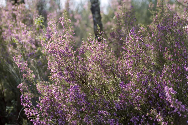 Erica Erigenea Pink Flowers Blooming Spring — Stock Photo, Image