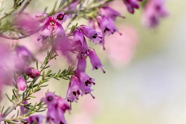 Detalhe Flores Florescentes Erica Erigenea Primavera Rosa — Fotografia de Stock