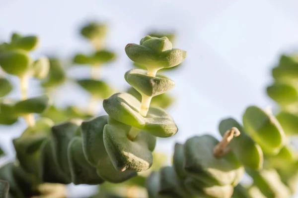 Crassula Perforata Yeşilliğinin Ayrıntıları — Stok fotoğraf