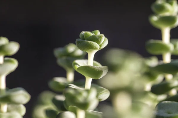 Detalhe Planta Suculenta Crassula Perforata — Fotografia de Stock