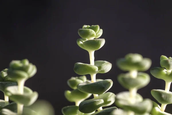 Detalle Crassula Perforata Planta Suculenta — Foto de Stock