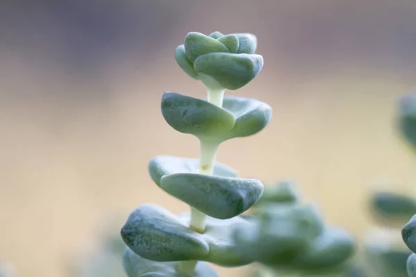 Detalhe Planta Suculenta Crassula Perforata — Fotografia de Stock