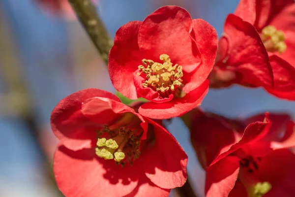 Detail Blossoming Chaenomeles Japonica Red Flowers — Stock Photo, Image