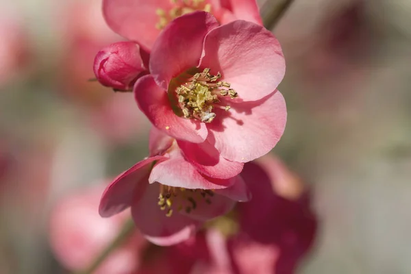 Detail Blooming Chaenomeles Japonica Pink Flowers — Stock Photo, Image