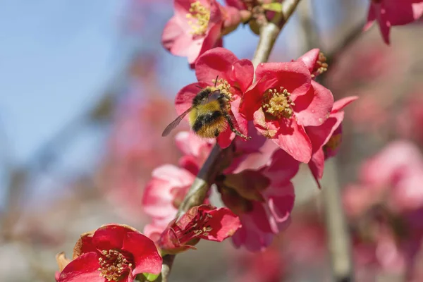 Uma Abelha Polinizando Flores Rosa Chaenomeles Japonica — Fotografia de Stock