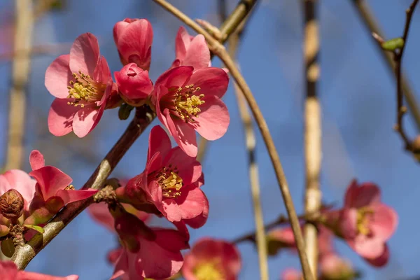 Detail Blossoming Chaenomeles Japonica — Stock Photo, Image