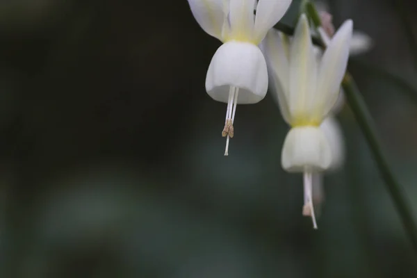 Szczegóły Narcyz Triandrus Białe Kwiaty — Zdjęcie stockowe