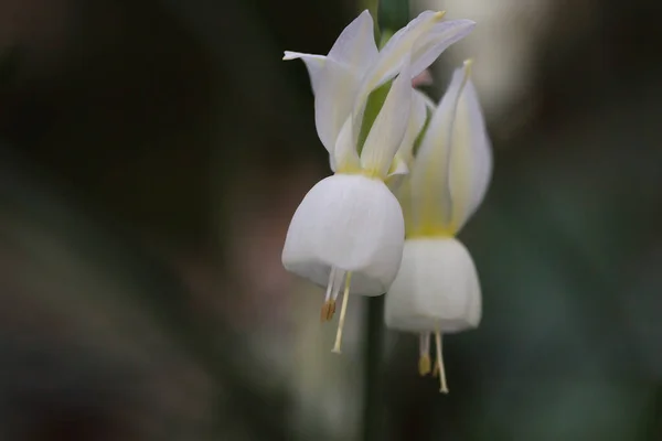 Szczegóły Kwitnące Narcyz Triandrus Białe Kwiaty — Zdjęcie stockowe