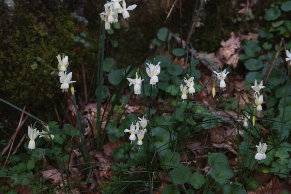 Dziki Narcyz Triandrus Białe Kwiaty Kwitnące Wiosną — Zdjęcie stockowe
