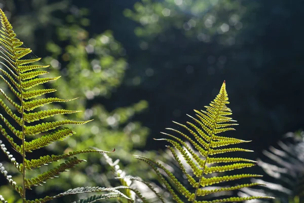 Lady Fern Leaves Seeds — Stock Photo, Image