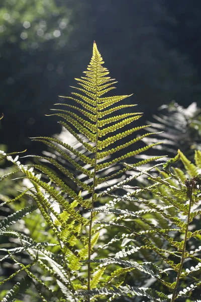 Green Lady Ferns Fronds Seeds — Stock Photo, Image
