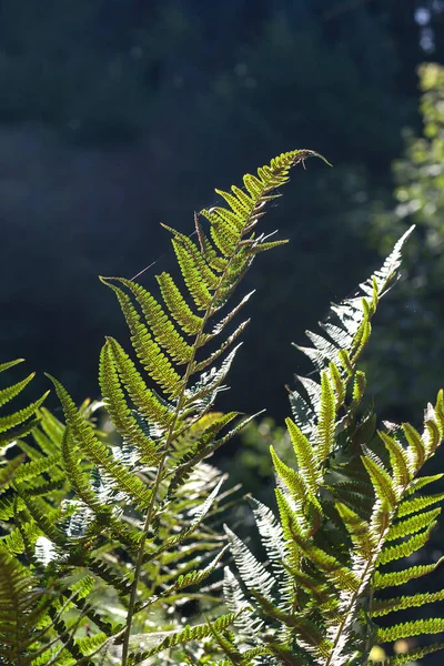 Lady Fern Green Fronds Detail — Stock Photo, Image