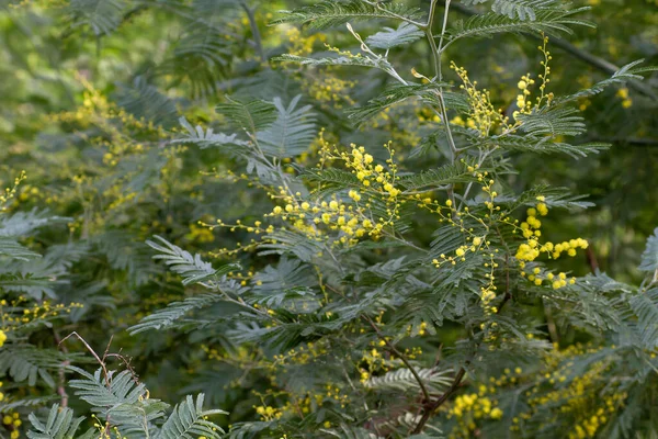 Acacia dealbata or silver wattle blooming