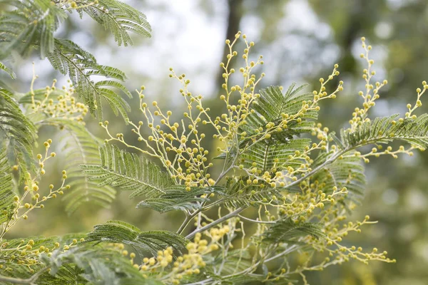 Acacia Dealbata Lub Srebro Zwisające Drzewo — Zdjęcie stockowe