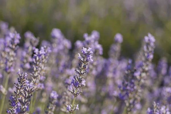 Detalhe Campos Lavanda Florescentes — Fotografia de Stock