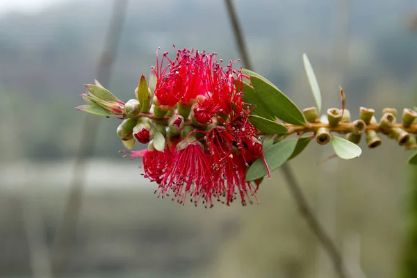 Metrosideros Excelsa Flores Vermelhas Pohutukawa Florescendo — Fotografia de Stock