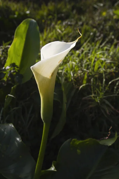 Цветение Лилового Белого Цветка — стоковое фото