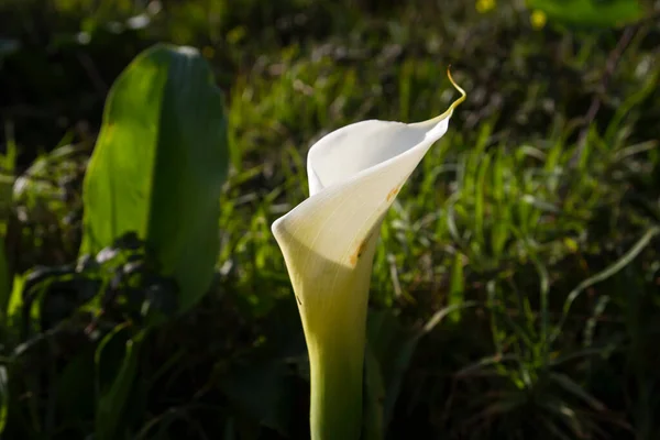 Calla Lililly Biały Kwiat Kwitnący — Zdjęcie stockowe