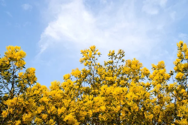 Silver Wattle Yellow Flowers Blooming — Stock Photo, Image