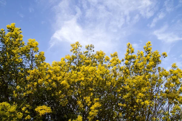 Silver Wattle Yellow Flowers Blooming — Stock Photo, Image