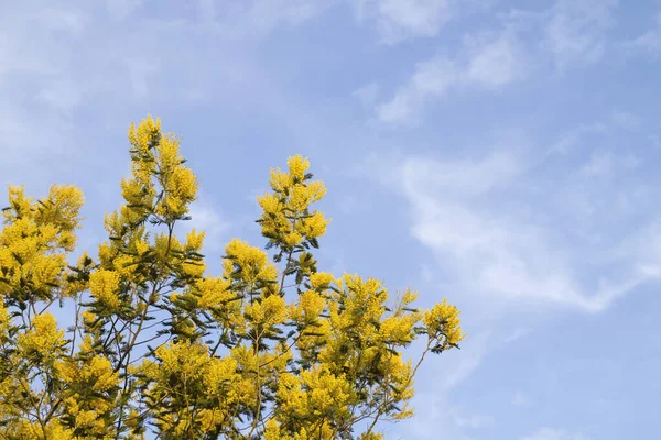 Silver wattle yellow flowers blooming