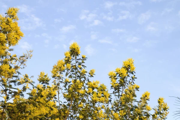 Silver Wattle Flores Amarillas Que Florecen —  Fotos de Stock