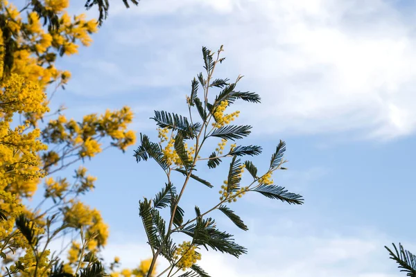 Hochet Argenté Fleurs Jaunes Fleurissant — Photo