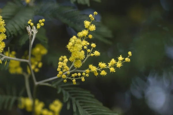 Ezüst Wattle Sárga Virágok Virágzik — Stock Fotó