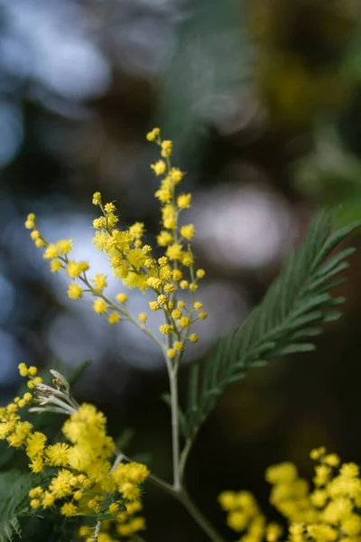 Silver wattle yellow flowers blooming