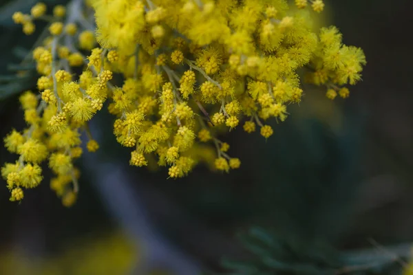 Silver Wattle Flores Amarillas Que Florecen —  Fotos de Stock