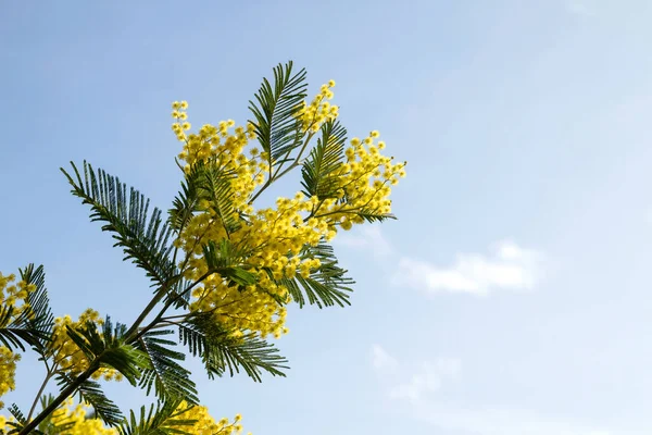 Argint Wattle Flori Galbene Înflorind — Fotografie, imagine de stoc