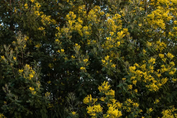 Silver Wattle Yellow Flowers Blooming — Stock Photo, Image