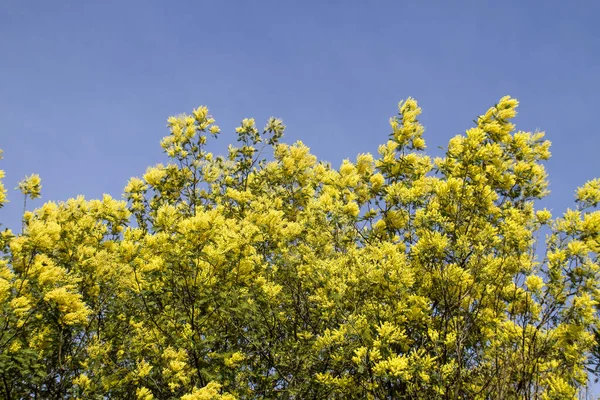 Silver wattle yellow flowers blooming