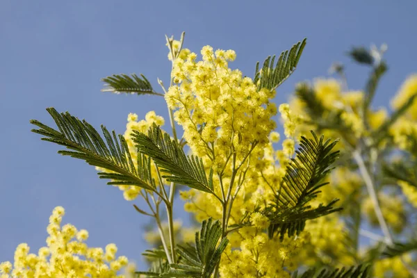 Silver wattle yellow flowers blooming