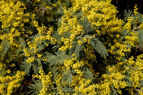 Détail Floraison Acacia Dealbata — Photo