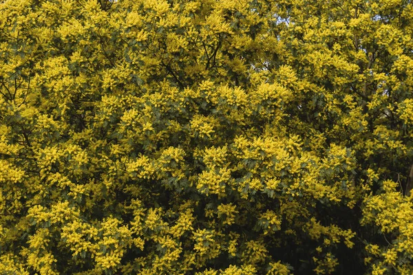 Detalhe Acacia Dealbata Flores Amarelas Florescendo — Fotografia de Stock