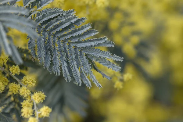 Détail Floraison Acacia Dealbata Feuilles Sylvery Vert Fleurs Jaunes — Photo