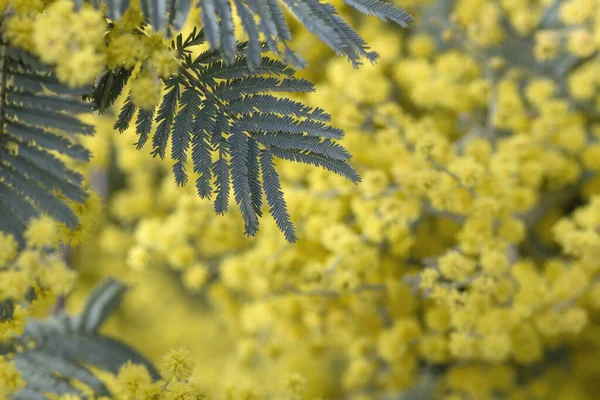 Szczegóły Kwitnące Acacia Dealbata Sylvery Zielone Liście Żółte Kwiaty — Zdjęcie stockowe