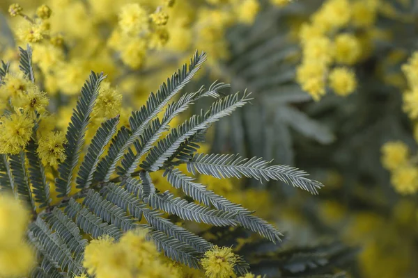 Détail Floraison Acacia Dealbata Feuilles Sylvery Vert Fleurs Jaunes — Photo