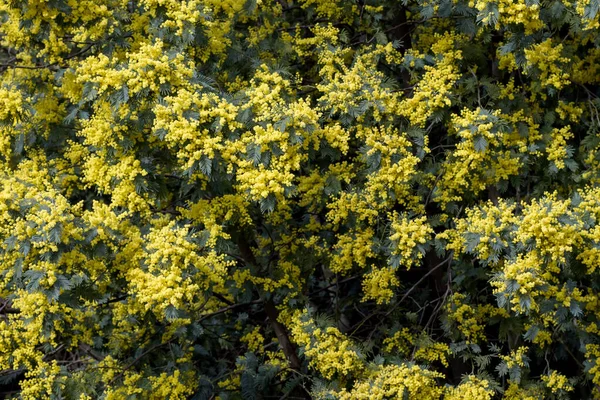 Silver Wattle Yellow Flowers Blooming — Stock Photo, Image